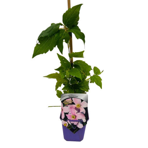 Berg-Waldrebe ‘Tetrarose' Topf P9/C1