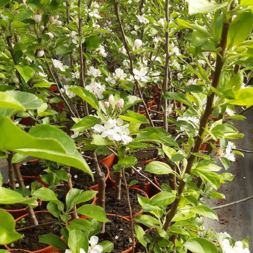 Mini Patio - Pidi Apfelbaum, 4L Topf