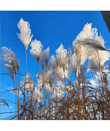 Chinaschilf 'MEMORY' im Topf P9/C1