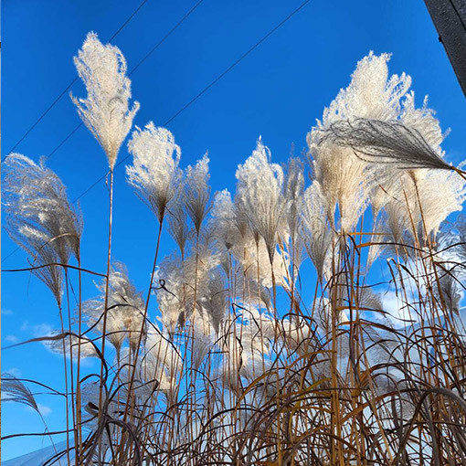 Chinaschilf 'MEMORY' im Topf P9/C1