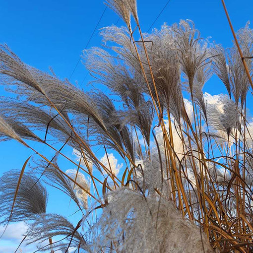 Chinaschilf 'MEMORY' im Topf P9/C1