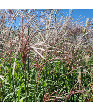 Chinaschilf 'Cosmopolitan' P9/C1