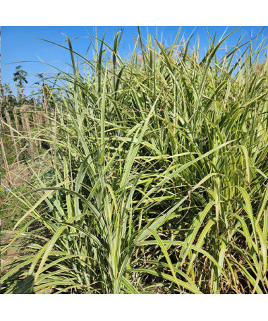 Chinaschilf 'Cosmopolitan' P9/C1