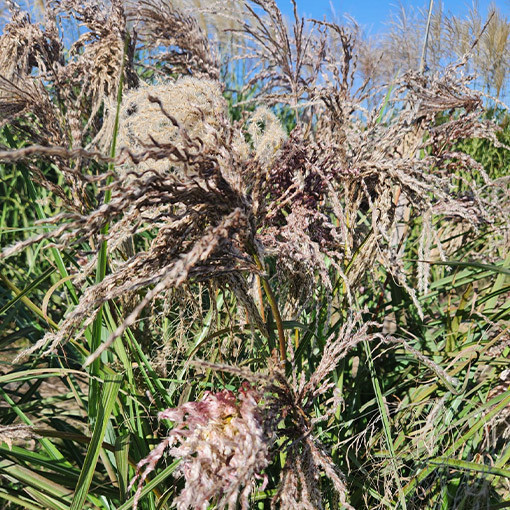 Chinaschilf ‘Dread Locks' P9/C1