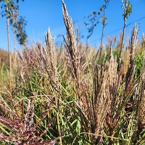 Chinaschilf 'Red Chief' P9/C1