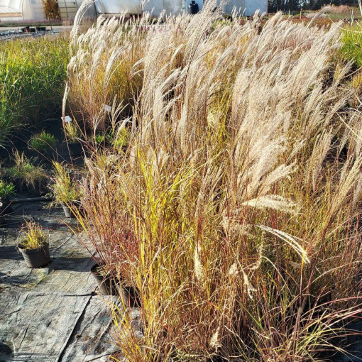 Chinesisches Schilf 'Silberspinne' P9/C1