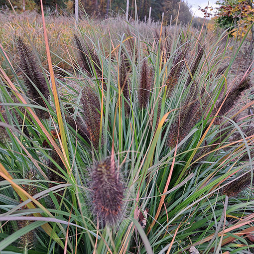 Japanisches Lampenputzergras 'Black Beauty' P9/C1