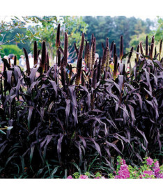 Perlhirse ‘Purple Baron'  2L