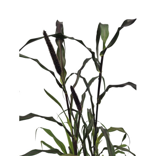 Perlhirse ‘Purple Baron'  2L