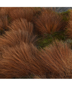 Carex buchananii P9/C1