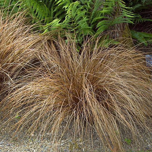 Haar-Segge 'Bronco' P9/C1