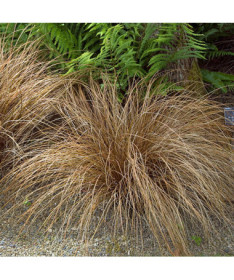 Haar-Segge 'Bronco' P9/C1