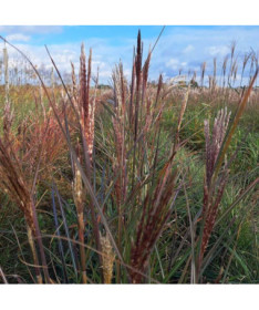 Chinesisches Schilf 'Gracillimus' P9/C1