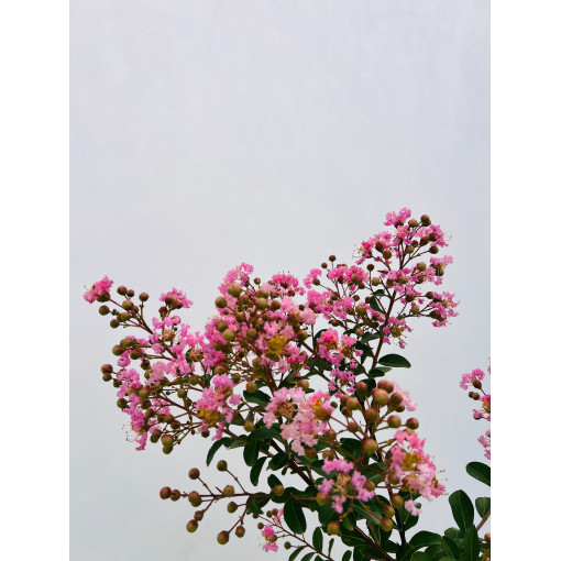 Indische Lagerstroemia (Prachtflieder) P9/C1