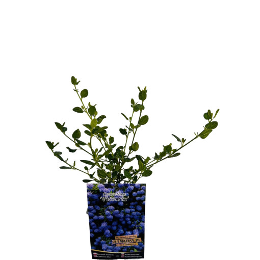 Säckelblume ‘Victoria’ P9/C1