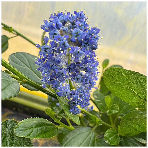 Säckelblume ‘Victoria’ P9/C1