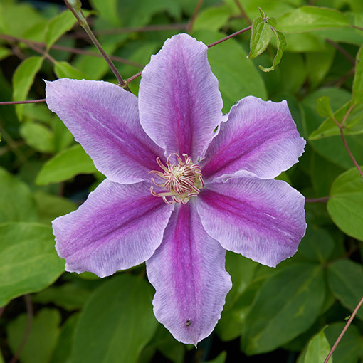 Clematis Bees Jubilee  4l