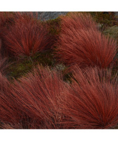 Carex buchananii ‘Firefox'  2L