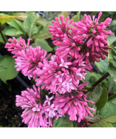 Flieder (Syringa) Meyer 'Palibin' P9/C1