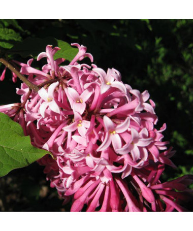 Flieder (Syringa) Meyer 'Palibin' P9/C1