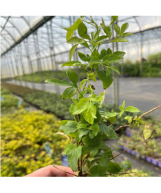 Waldrebe 'Mary Rose' P9/C1