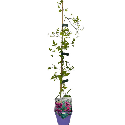 Waldrebe 'Mary Rose' P9/C1