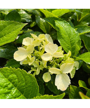 Garten-Hortensie 'Mariesii Perfecta' P9/C1