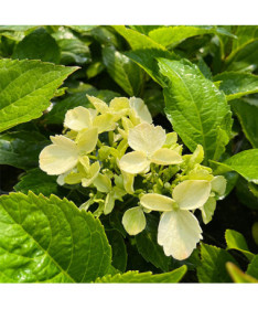 Garten-Hortensie 'Mariesii Perfecta' P9/C1