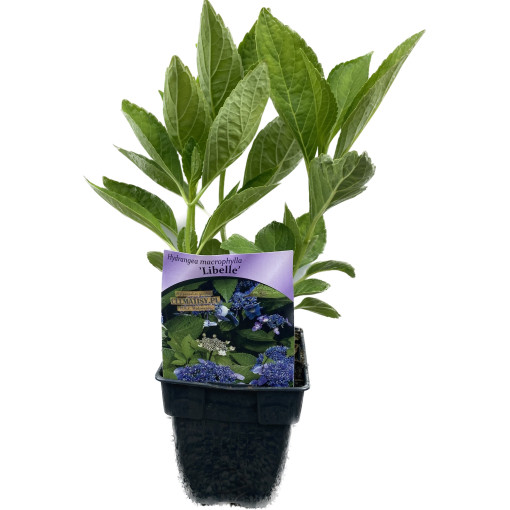 Garten-Hortensie 'Libelle' P9/C1