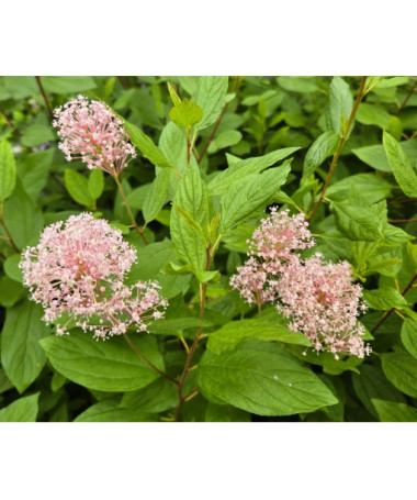 Säckelblume 'Marie Simon' P9/C1