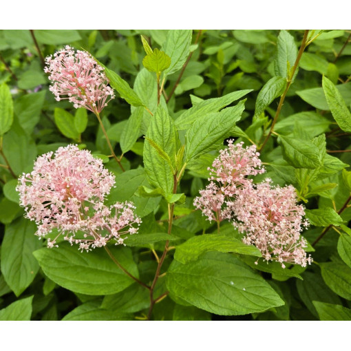 Säckelblume 'Marie Simon' P9/C1