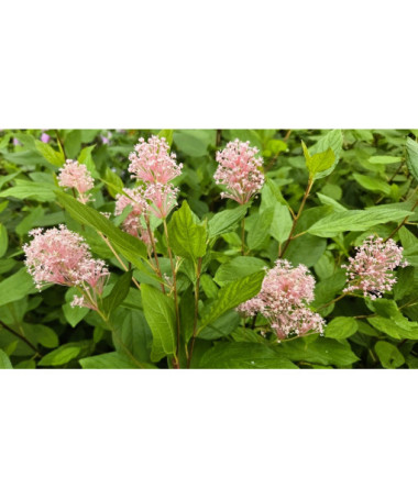 Säckelblume 'Marie Simon' P9/C1