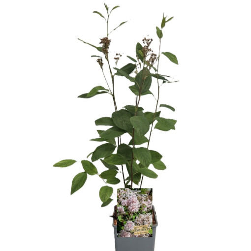 Säckelblume 'Marie Simon' P9/C1