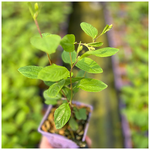 Säckelblume 'Marie Simon' P9/C1