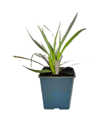 Lampenputzergras 'Rubrum' P9/C1