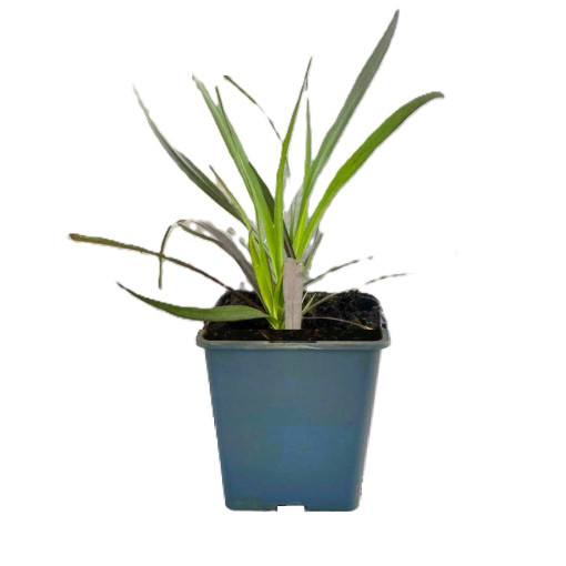 Lampenputzergras 'Rubrum' P9/C1