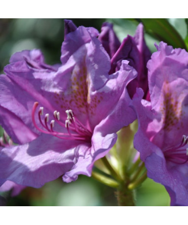 Rhododendron (Azalee) Catawbiense Grandiflorum Topf,  4l