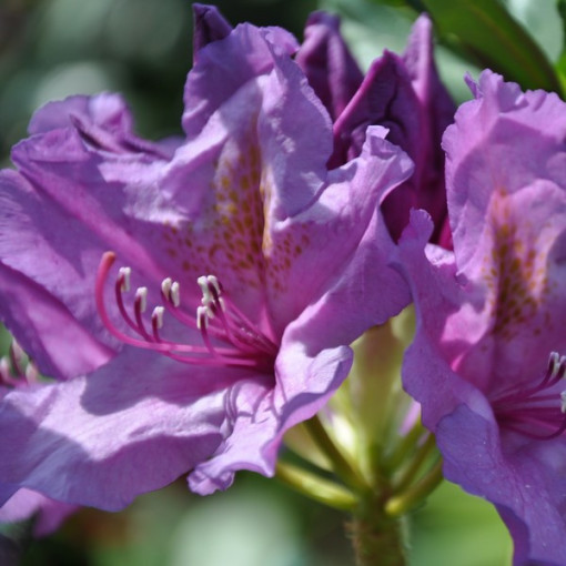 Rhododendron (Azalee) Catawbiense Grandiflorum Topf,  4l