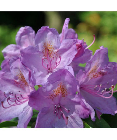 Rhododendron (Azalee) Catawbiense Grandiflorum Topf,  4l