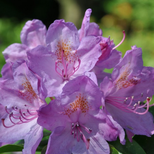 Rhododendron (Azalee) Catawbiense Grandiflorum Topf,  4l