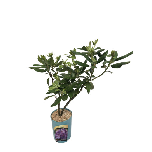 Rhododendron (Azalee) Catawbiense Grandiflorum Topf,  4l