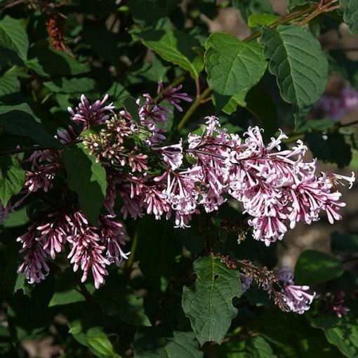 Flieder (Syringa) Josika, Topf,  4l