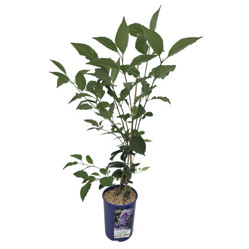 Flieder (Syringa) Josika, Topf,  4l