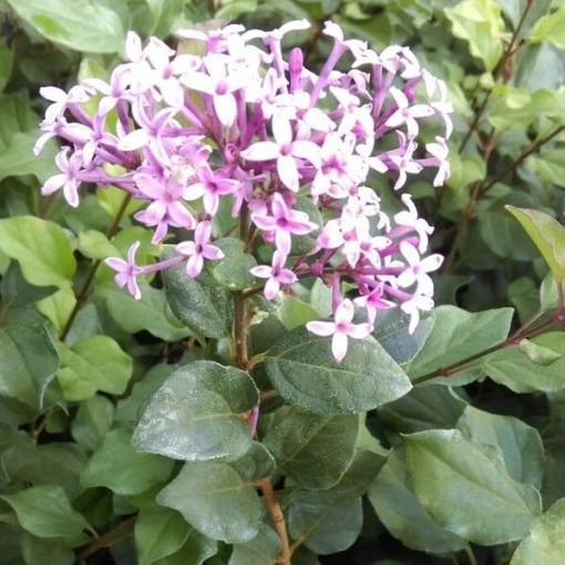 Flieder (Syringa) Red Pixie Topf,  4l