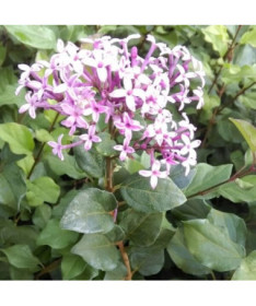 Flieder (Syringa) Red Pixie Topf,  4l