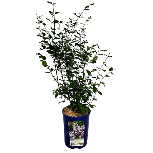 Flieder (Syringa) Red Pixie Topf,  4l