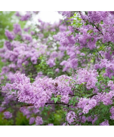 Flieder (ohne) Miss Kim  4l