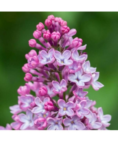 Flieder (ohne) Miss Kim  4l