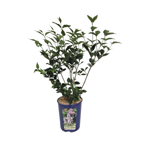 Flieder (ohne) Miss Kim  4l