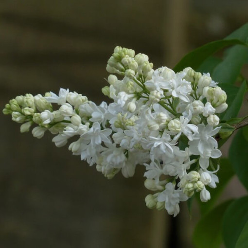 Kanadischer Flieder (Syringa) 'Agnes Smith' Topf,  4l
